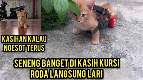 Anak Kucing Lumpuh Lucu Saat Di Kasih Kursi Roda Malah Kaya Delman