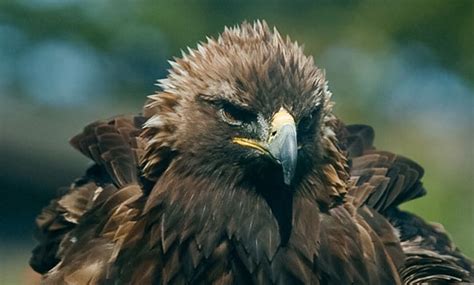 Golden Eagle San Francisco Zoo And Gardens