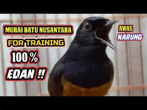 Birds Sounds Murai Batu Medan Gacor Bird Singing White Rumped Shama