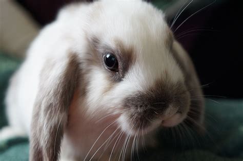 Lapin Lièvre Des Animaux · Photo gratuite sur Pixabay
