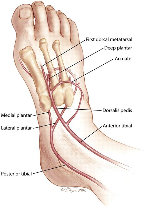 Dorsalis Pedis Artery - Stepwards