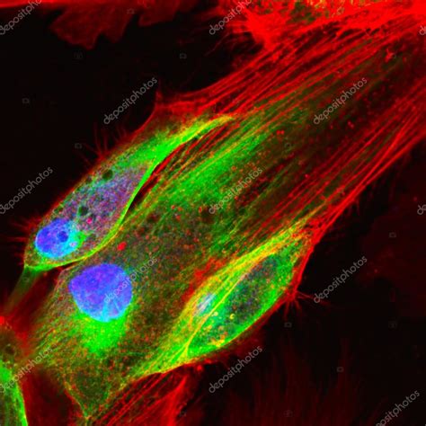 Confocal Microscopy Of Fibroblast Cells Stock Photo Vshivkova