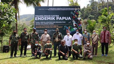 Bbksda Papua Kembali Terima Translokasi Satwa Jenis Aves Dan Mamalia