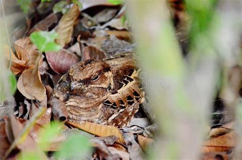 Common Pauraque Sitting on Nest Stock Image - Image of land, view: 113813755