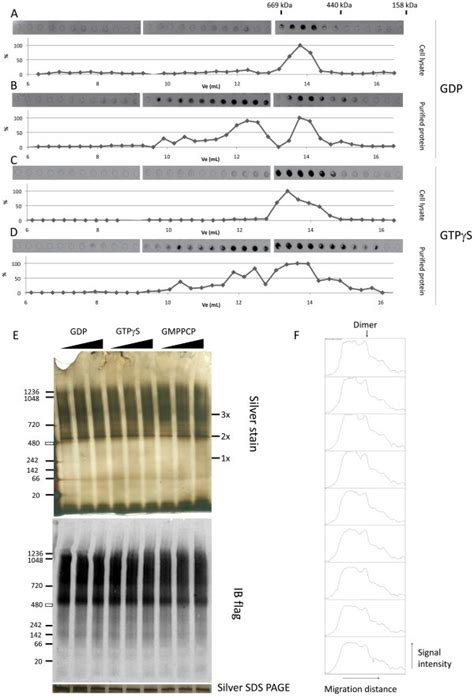 Ad Size Exclusion Chromatography Elution Profiles Of Lrrk In Cell