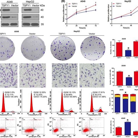 Promotion Of Cell Proliferation Cell Cycle Transition Cell Download Scientific Diagram