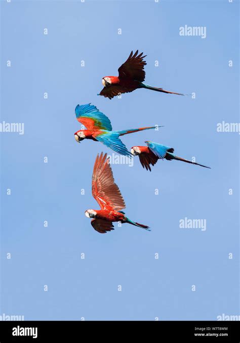 Red And Green Macaws Ara Chloroptera In Flight Tambopata National