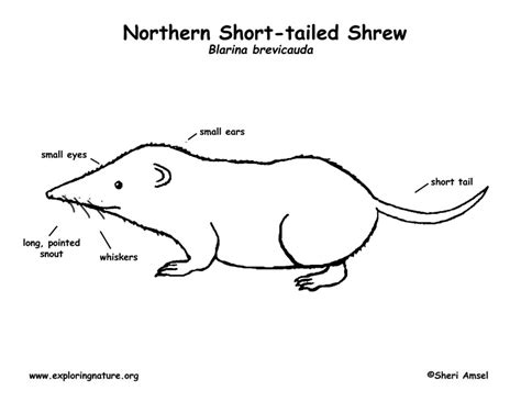 Shrew (Short-tailed) Short-tailed)