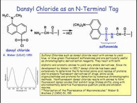 identifying   terminus   polypeptide youtube