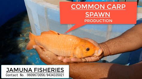 Common Carp Cyprinus Carpio Spawn Production JAMUNA FISHERIES In