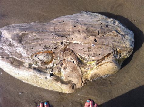 Terra Celeste Productions: Excellent Day for FOSSILS on the Beach