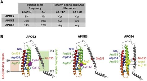 A Quarter Century Of APOE And Alzheimers Disease Progress To Date And