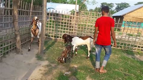 R S O Goats Farm House Khulna Bangladesh Md Saidul Islam Sohel Mobile