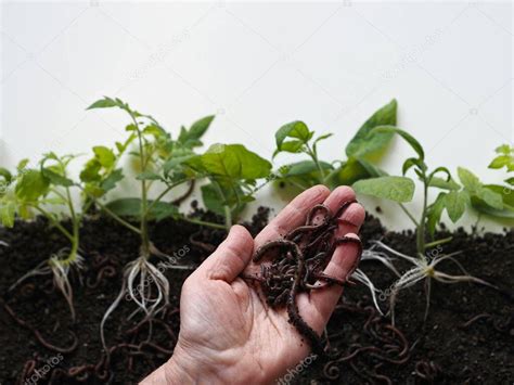 La Mano De Una Anciana Sostiene Lombrices De Tierra Contra El Fondo De