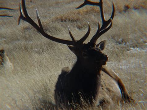 Visit the National Elk Refuge - Jackson Hole Reservations