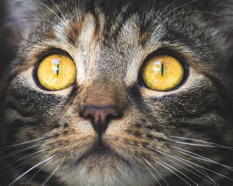 Wenn Der Katze Das Auge Tr Nt Ursachen Und Behandlung