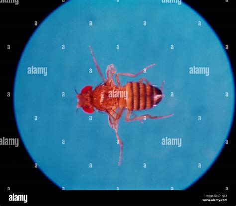 Chromosome Drosophila Melanogaster Fotos Und Bildmaterial In Hoher