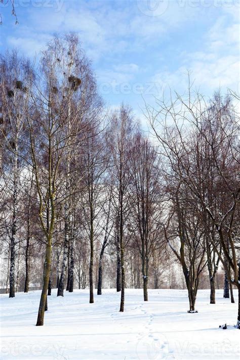 Birch tree in winter 9441316 Stock Photo at Vecteezy