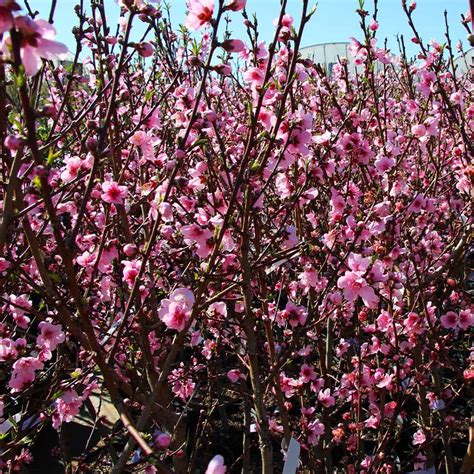 Contender Peach Trees For Sale