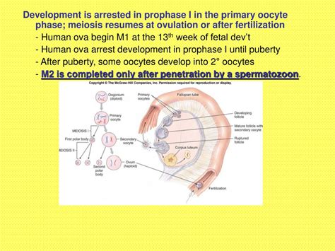 Ppt The Reproductive Process Powerpoint Presentation Free Download Id 9230482