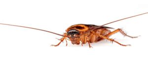 How Many Roaches Is An Infestation? Assessing Your Problem | ABC Blog