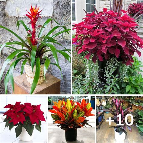 10 Impressive Red Indoor Plants