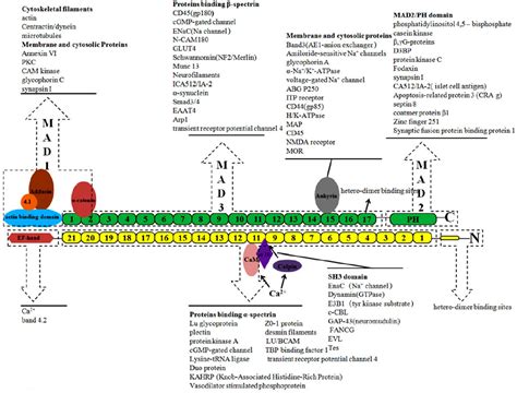 [PDF] Spectrin: Structure, function and disease | Semantic Scholar