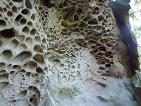 Trypophobia Definition Pronunciation Causes Symptoms Test