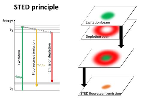 The Principle Of Stimulated Emission Depletion Fluorophores Are