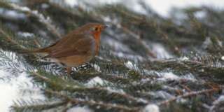 Nourrir Les Oiseaux L Hiver Et Faire Avancer La Recherche Scientifique