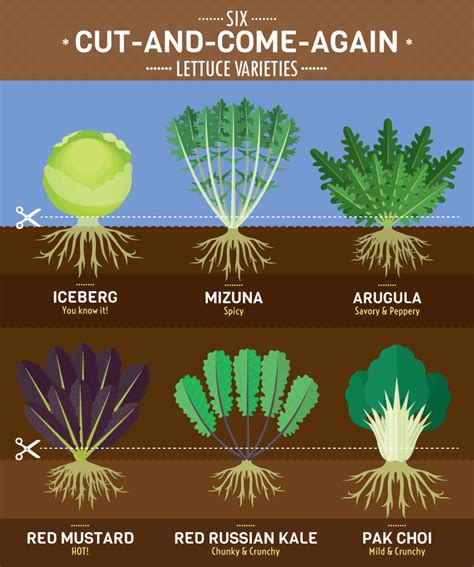 Lettuce Growing Stages