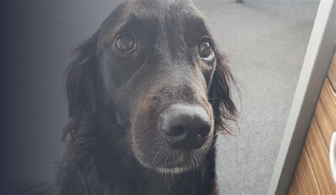 Cocus Benefits Dog Friendly Office
