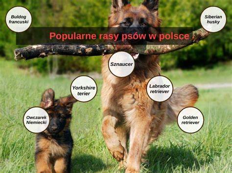 Popularne Rasy Ps W W Polsce By Dominik Szpyt On Prezi