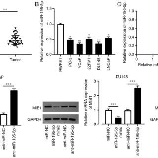 MiR 195 5p Expression Level Is Elevated In PCa Tissues And Cell Lines