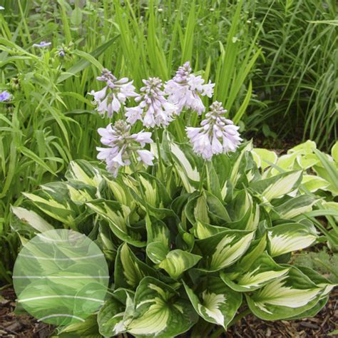 Hosta Whirlwind Walter Blom Plants Bv