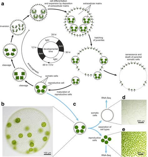 Volvox Cell Diagram Labeled