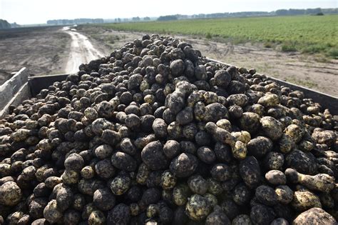 Les infos de 6h Pas de Calais ils avouent avoir volé 1 5 tonne de