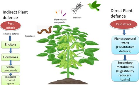 Plant Defense Mechanisms Encompass Direct And Indirect Strategies