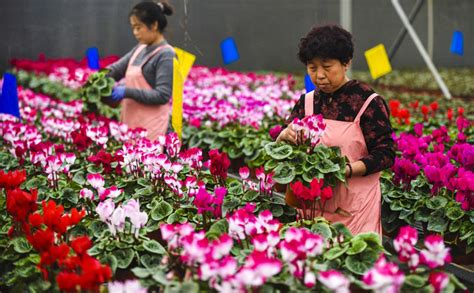 河北霸州：40万盆鲜花扮靓京津两节市场 图片新闻 中国政府网