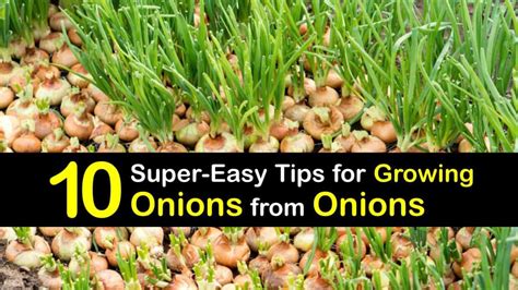 Growing Onions from Scraps - Simple Tricks to Propagate Onions