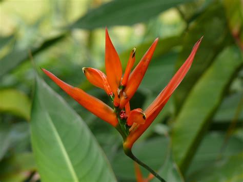 Fleurs De Martinique