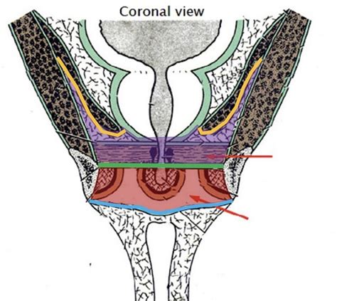 Anat D Lecture B Perineum Urogenital Triangle Flashcards Quizlet