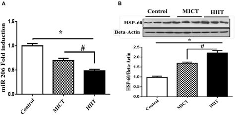 Effects Of Exercise On Mir 206 Mrna A Hsp60 Protein Expression B