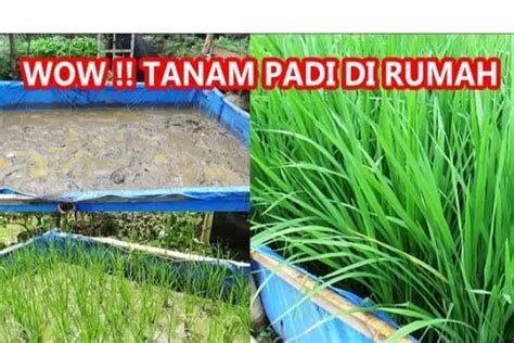 Mudah Dan Bermanfaat Cara Tanam Padi Organik Di Rumah Dengan