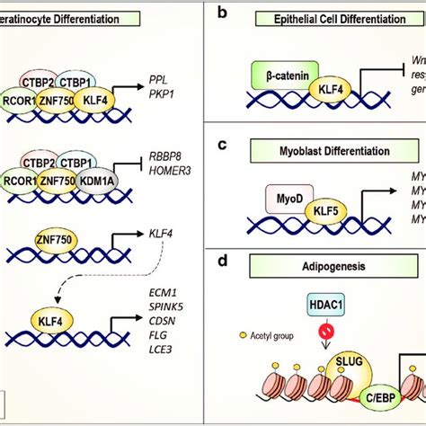 Molecular Mechanisms Underlying The Role Of Znfs In Cancer Biology A