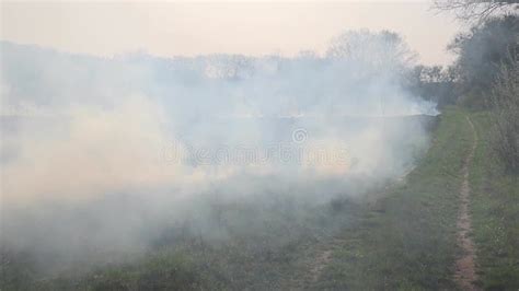 Quemando Hierba Seca En El Campo Incendio En El Campo Medio Ambiente