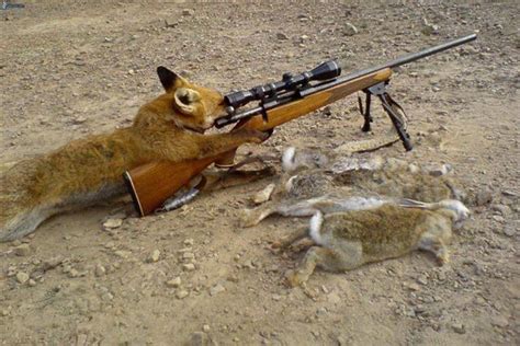 Fox Hunting | Hunting