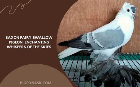 Saxon Fairy Swallow Pigeon Breed Guide With Infographic