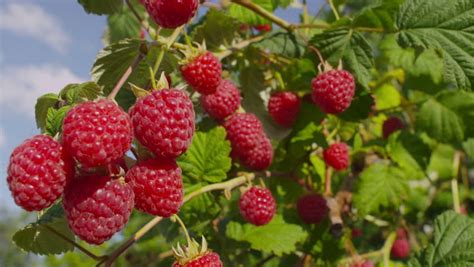 Малина Глен Ампл Описание Фото Отзывы – Telegraph