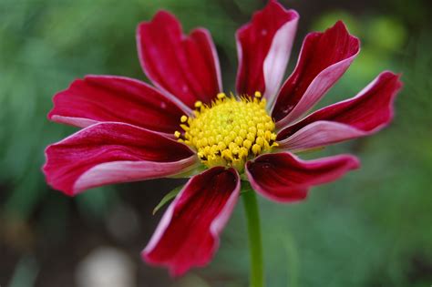 Cosmos Flower – Higgledy Garden